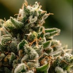stuff - Cannabis Dispensary