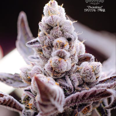 CHÉNLÓNG CANNABIS FARM product image