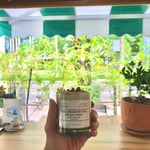 W Academic “Weed Dispensary and good coffee “