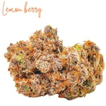 LEMON BERRY CANDY [hybrid]