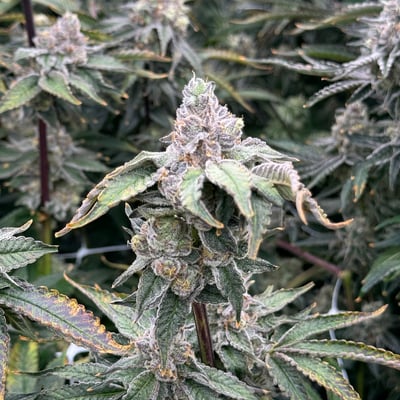 Greenlungs Cannabis store | Dispensary product image