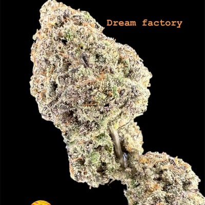 Dreamfactory