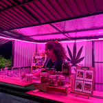 CHANG GET HIGH 420 - กัญชา - marijuana, cannabis, weed shop