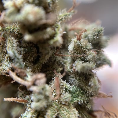 Weed Shop product image