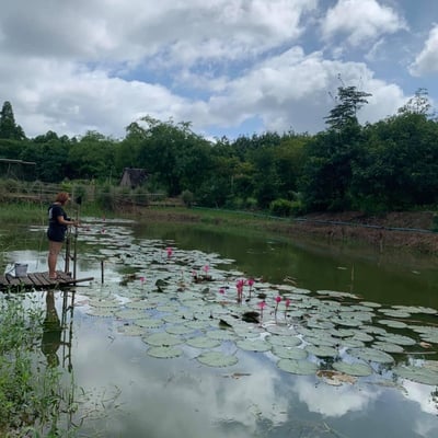 Cannabis Sa Kaeo Farm product image