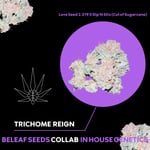 Trichome Reign (Love Seed 2.219 x Dip’N Stix cut of Sugarcane)