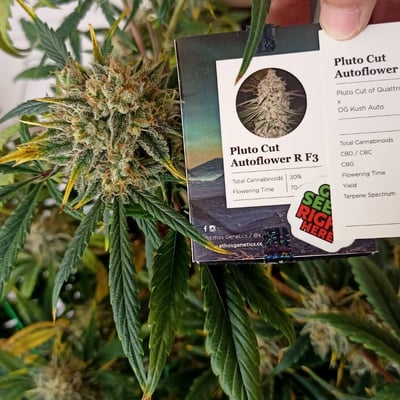 pluto cut THC 30.grandaddy purpul THC 25Slippery Susan  THC 25