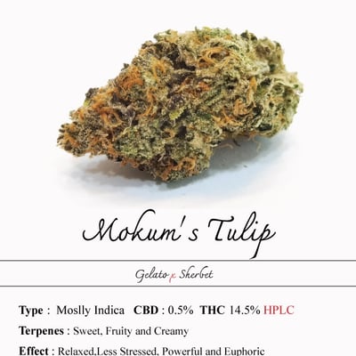 Mokum’s Tulip