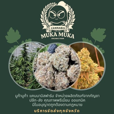 Muka Muka Cannabis Farm ร้านกัญชามูก้ามูก้า product image