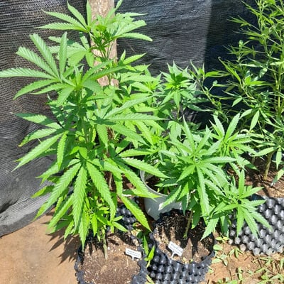 The Chef Grower & Cannabis store product image