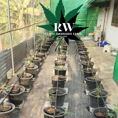 Kawee cannabis farm (กวีฟาร์มกัญชา) product image