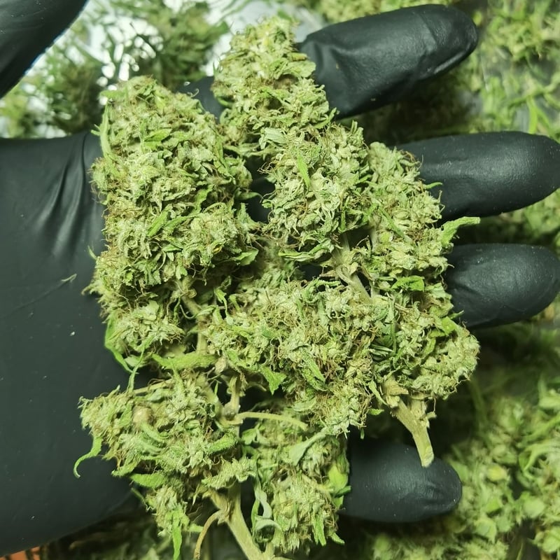 KD Mango Cannabis Flower at Sampao.yaowarat Cannabis 大麻 대마초 cần sa in