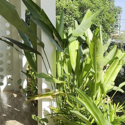 High Society Ko Phangan product image