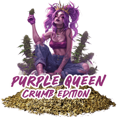 Purple Queen ( Crumb )