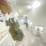 GREENPEACE Medical Marijuana Specialty Dispensary 大麻
