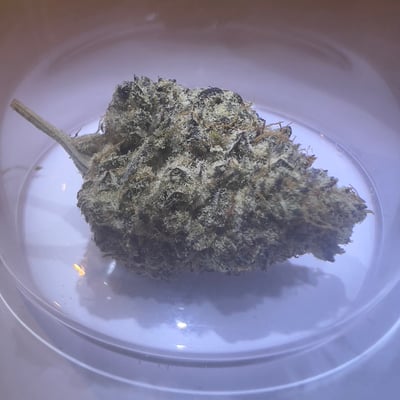 Stoner's Sanctuary product image