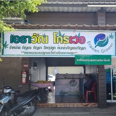 Erawan grower Cannabis(กัญชา大麻)Shop