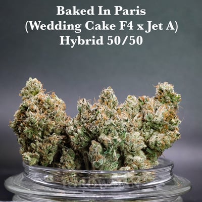 Baked in Paris  By Perfect Tree