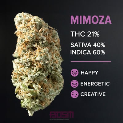 Mimoza (B-tier)