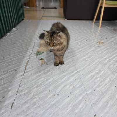 TermGun product image