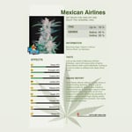 Mexican Airlines 