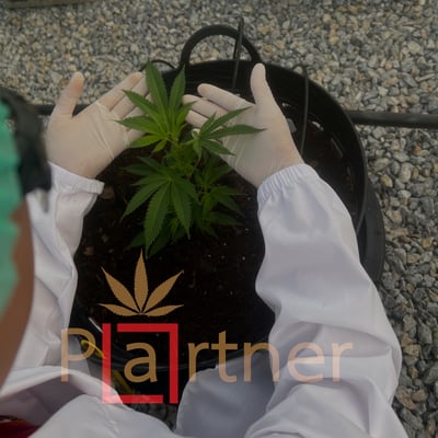 Global Partner Cannabis Farm product image