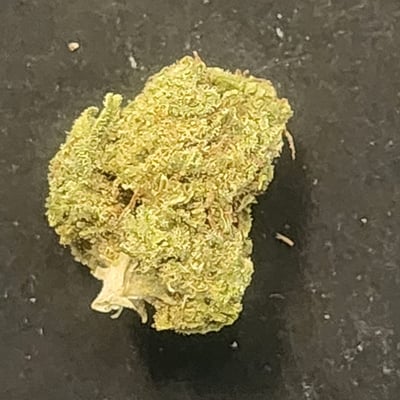 Mother Gorilla