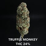 TRUFFLE MONKEY