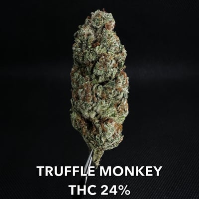 TRUFFLE MONKEY