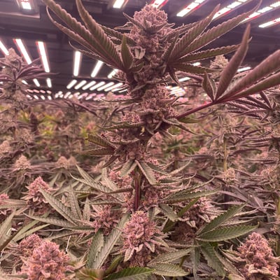 EXTRA CANNABIS product image