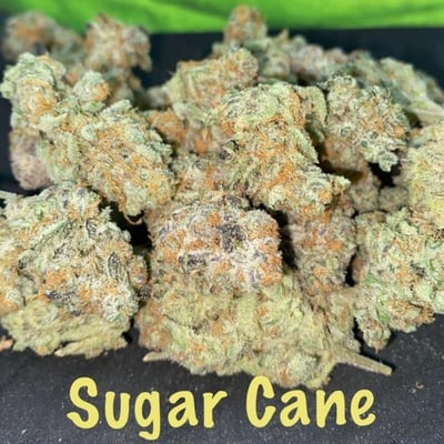 SUGAR CANE [SATIVA]