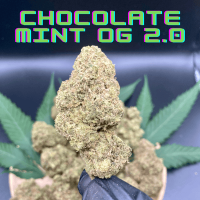 Chocolate Mint OG 2.0