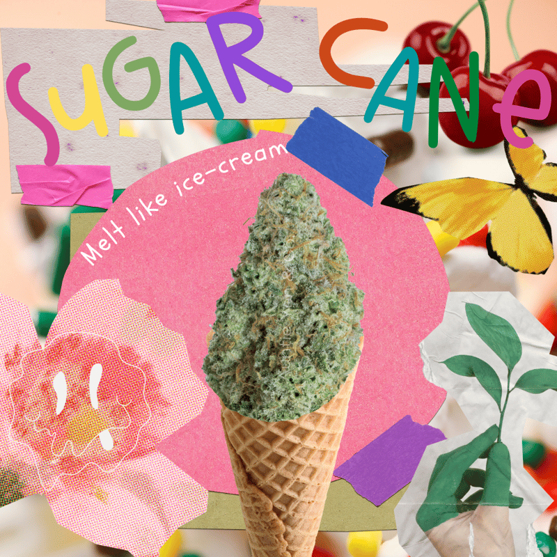 Sugar Cane Cannabis Flower at Auntie Yen & Co. Cannabis Dispensary 大麻