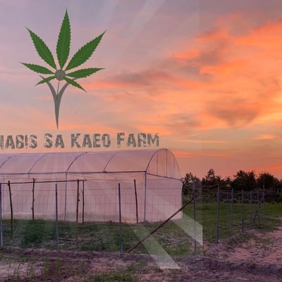 Cannabis Sa Kaeo Farm product image