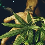 HIGH-BRO Cannabis Dispensary & Weed shop