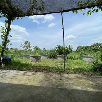 บ้านสวนแก้วกัญ&กัญชา&Cannabis shop&cafe&大麻&กัญชาสุพรรณบุรี product image