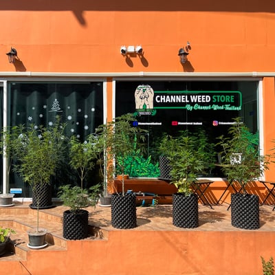 Channel Weed Store Rangsit (RSU) | ร้านขายดอกไม้ ม.รังสิต เมืองเอก รังสิต ปทุม | Cannabis dispensary