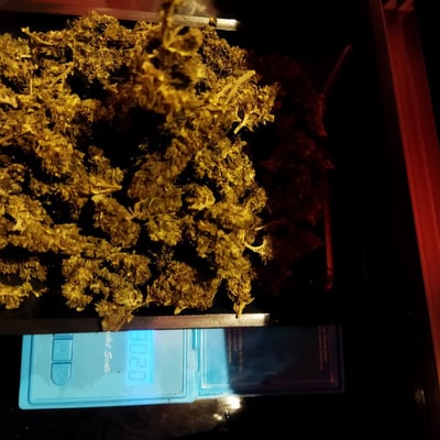 Venus cannabis กัญชาอุบล product image