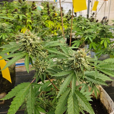 Saithong Cannabis Farm product image