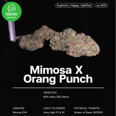Mimosa X Orang Punch
