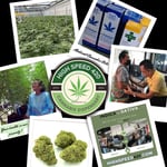 High Speed 420 Weed Shop & Medical Cannabis Dispensary