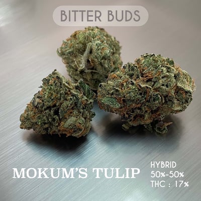 MOKUM’S TULIP