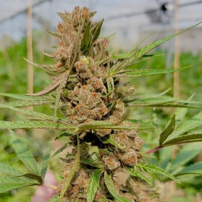 ENE THAI-Hemp product image