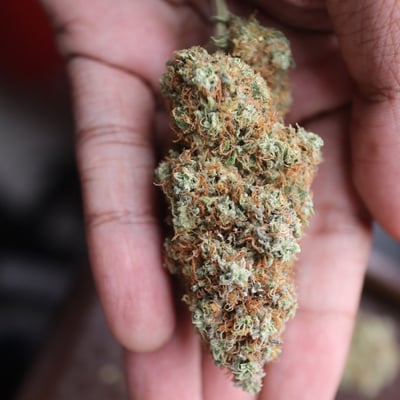 Royyim Cannabis Store Songkhla(ร้านติดถนนใหญ่...จอดรถง่าย)(มีบริการจัดส่ง) product image