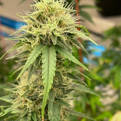 Kannabiz Tech (Farm) product image