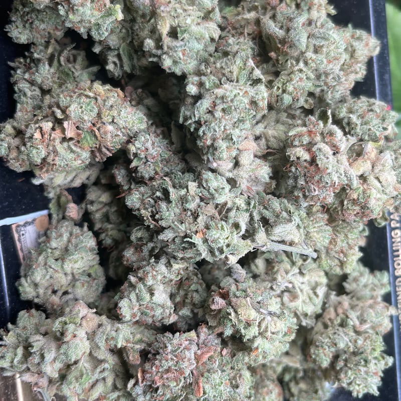 Sugar cane Cannabis Flower at Cannabis Ladkabang(กัญชาลาดกระบัง) in