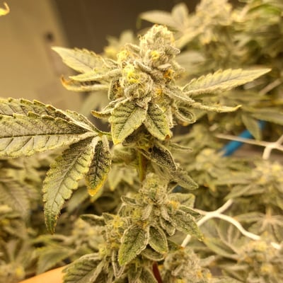 Stock g Grower Cnx product image