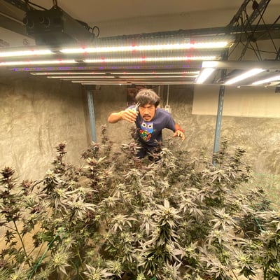 ร้านกัญชายำหาย Cannabis home product image