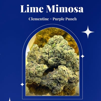 Lime Mimosa