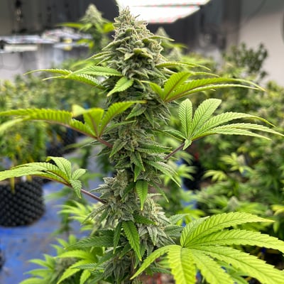 Magic Weed Thailand | Cannabis Shop & Farm product image